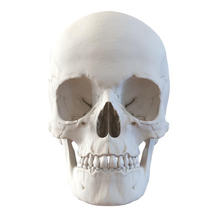 3D Female Human Skull model