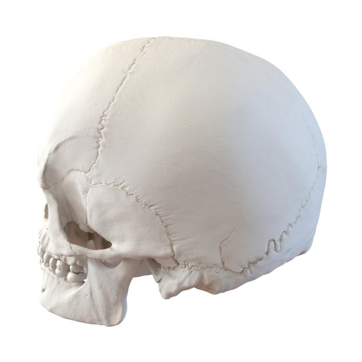 3D Female Human Skull model