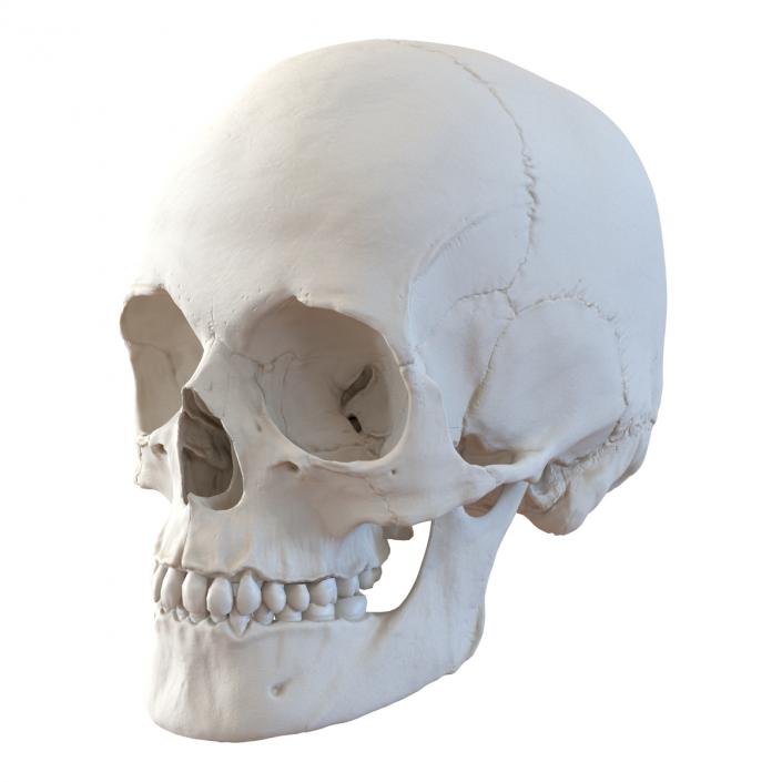 3D Female Human Skull model