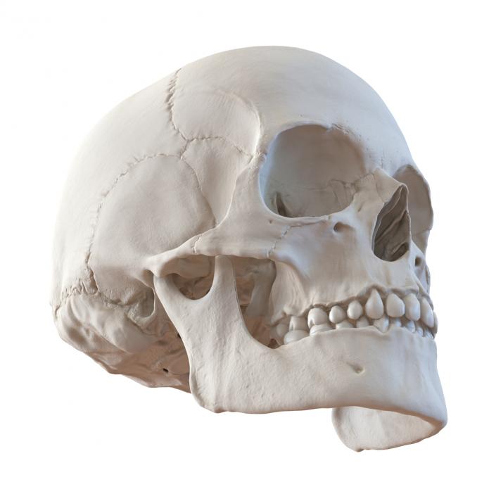 3D Female Human Skull model