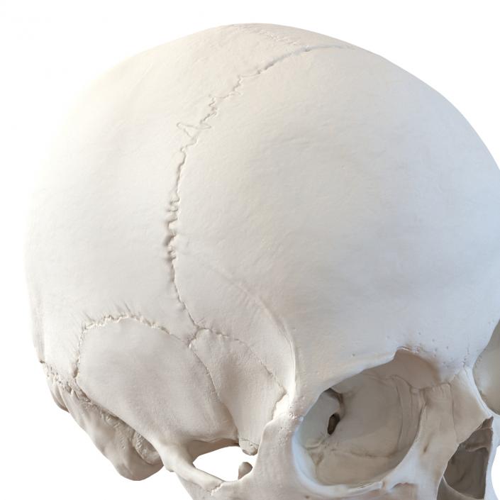 3D Female Human Skull model