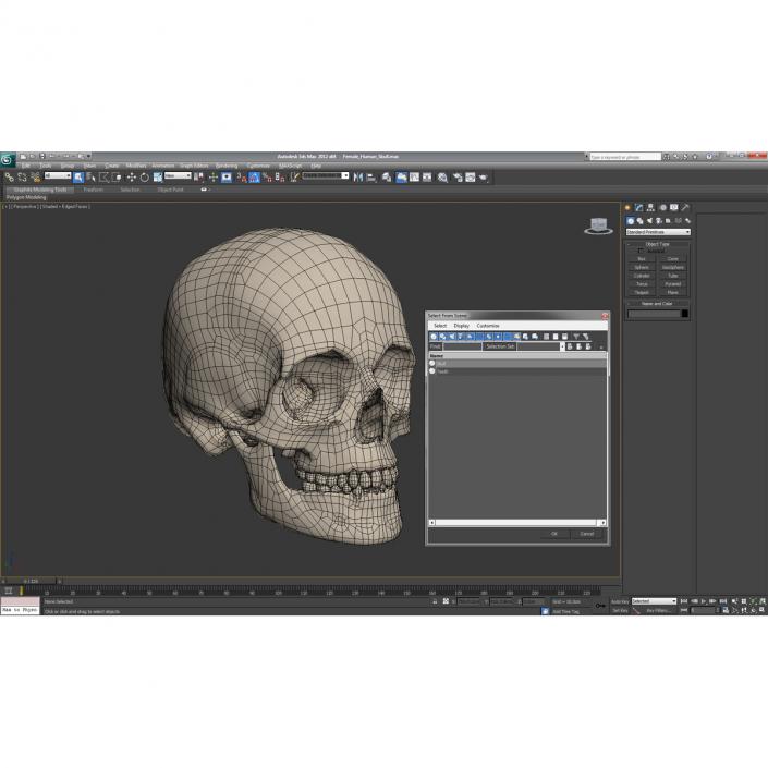 3D Female Human Skull model