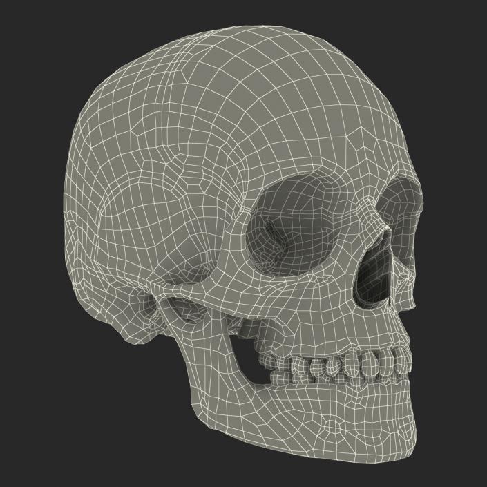 3D Female Human Skull model