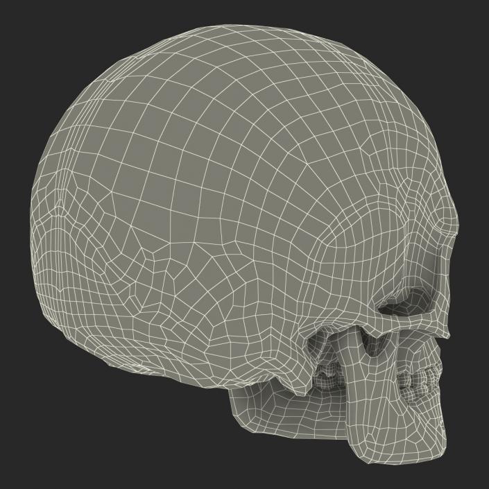 3D Female Human Skull model