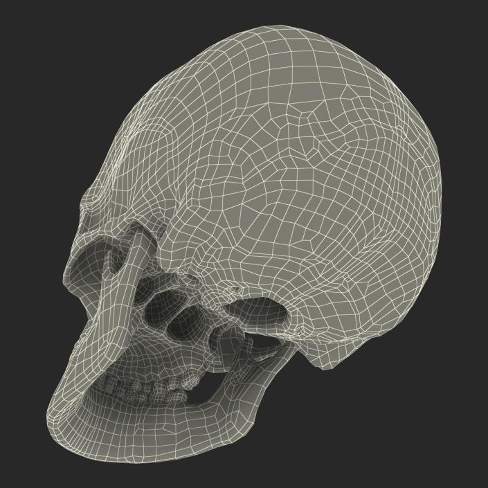 3D Female Human Skull model