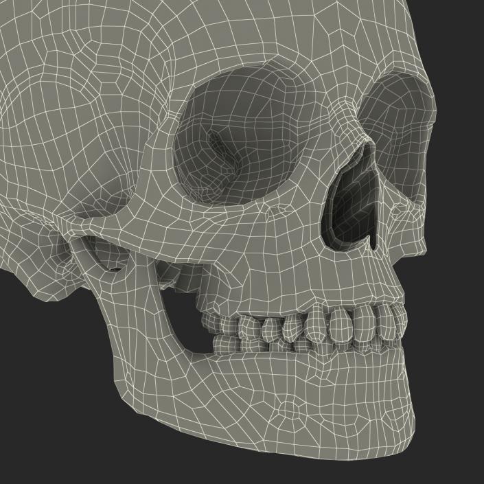 3D Female Human Skull model