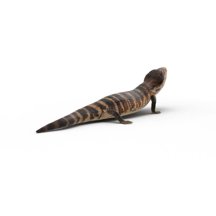 3D model Blue Tongued Skink Pose 3