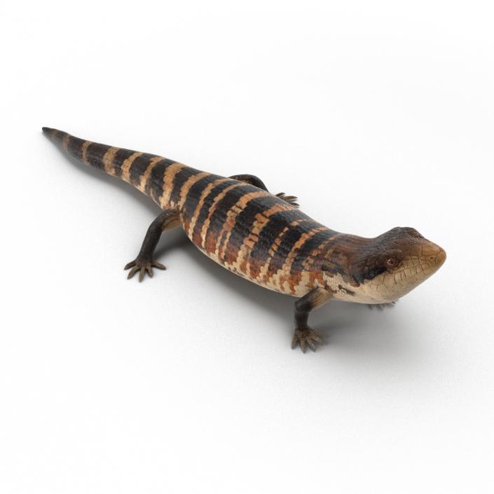 3D model Blue Tongued Skink Pose 3