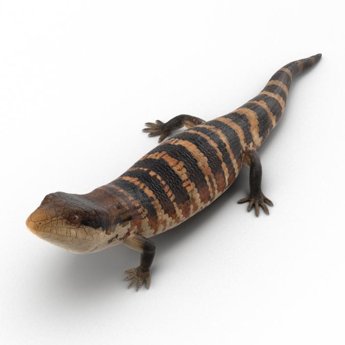 3D model Blue Tongued Skink Pose 3