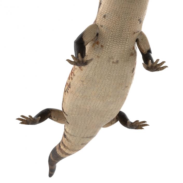 3D model Blue Tongued Skink Pose 3