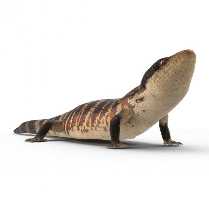 3D model Blue Tongued Skink Pose 3