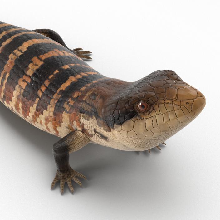 3D model Blue Tongued Skink Pose 3