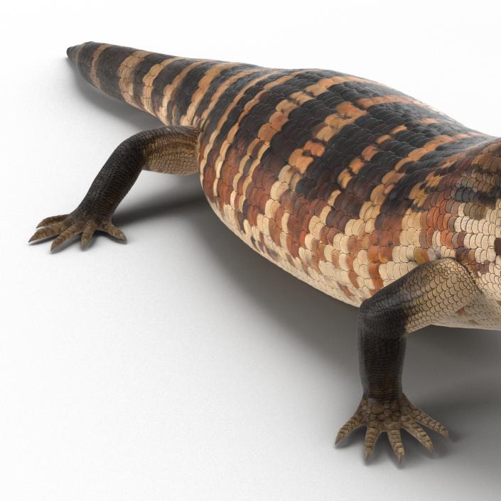 3D model Blue Tongued Skink Pose 3