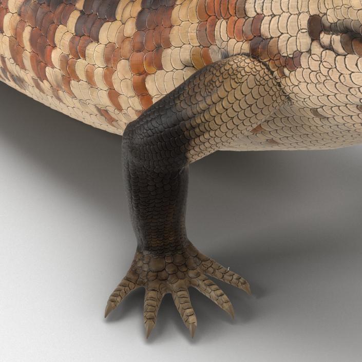 3D model Blue Tongued Skink Pose 3