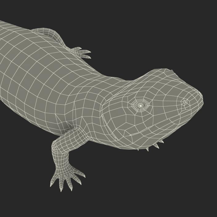 3D model Blue Tongued Skink Pose 3