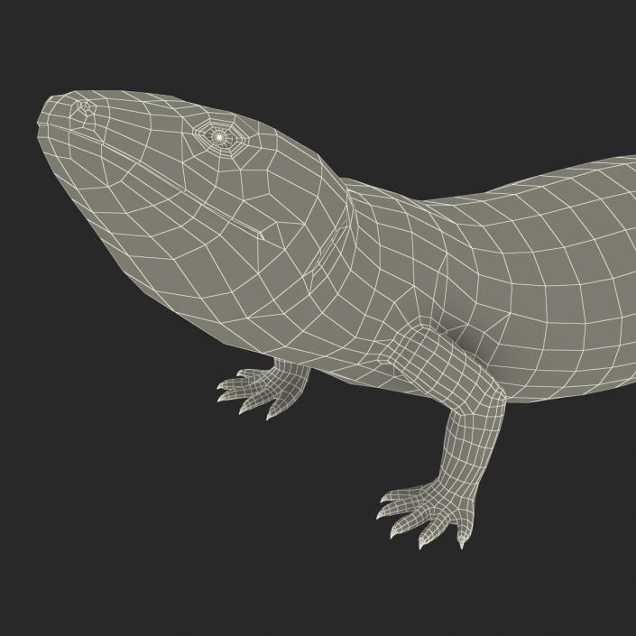 3D model Blue Tongued Skink Pose 3