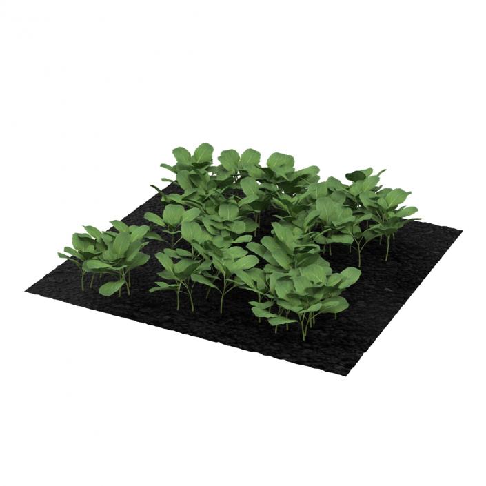 Young Cabbage Plants in the Garden 3D model