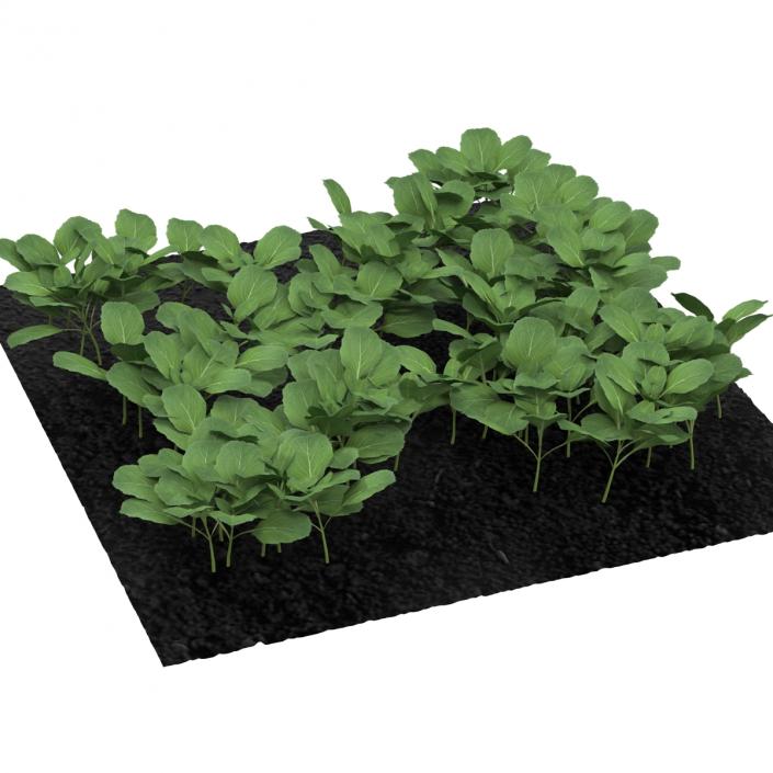 Young Cabbage Plants in the Garden 3D model