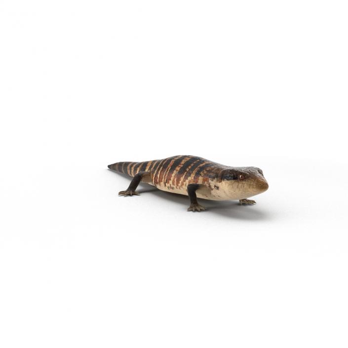 3D Blue Tongued Skink model