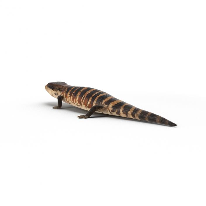 3D Blue Tongued Skink model