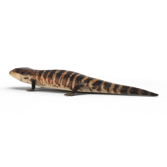 3D Blue Tongued Skink model