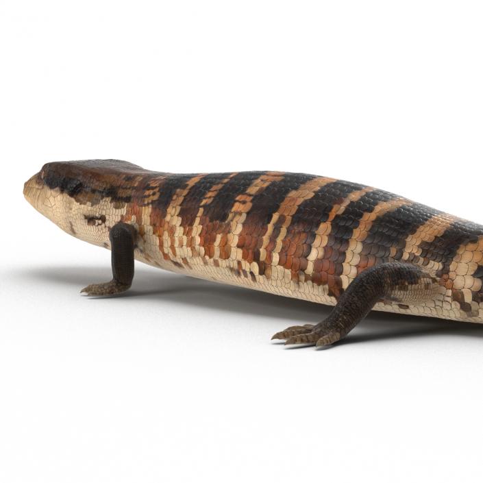 3D Blue Tongued Skink model