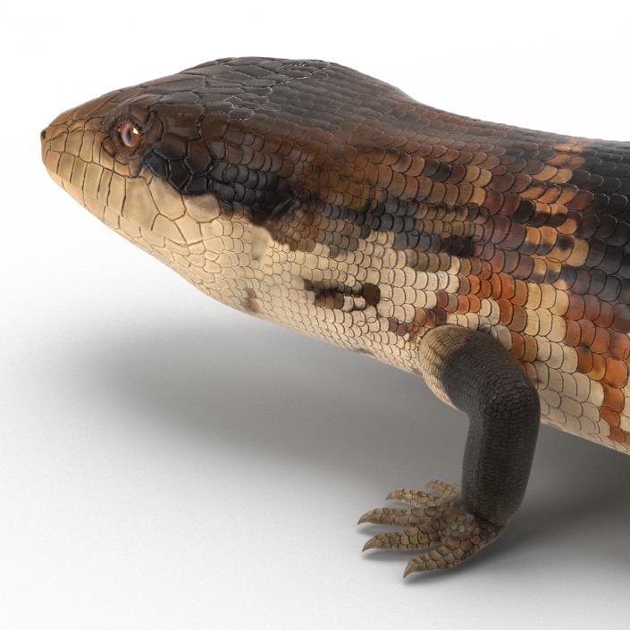 3D Blue Tongued Skink model