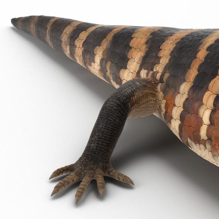 3D Blue Tongued Skink model