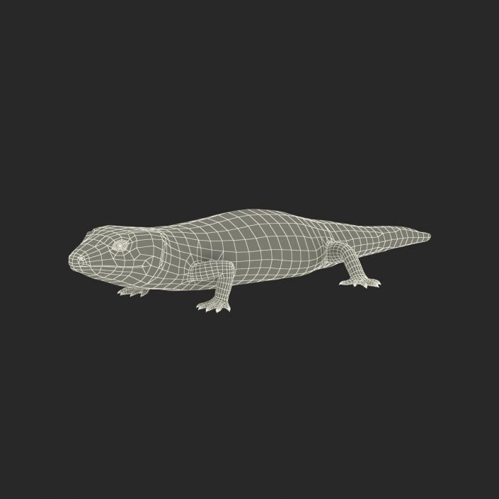 3D Blue Tongued Skink model