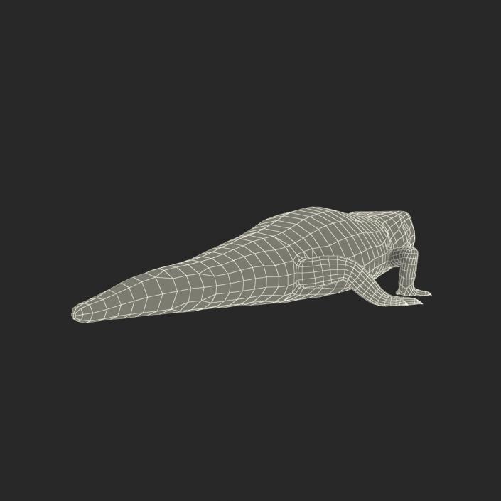 3D Blue Tongued Skink model