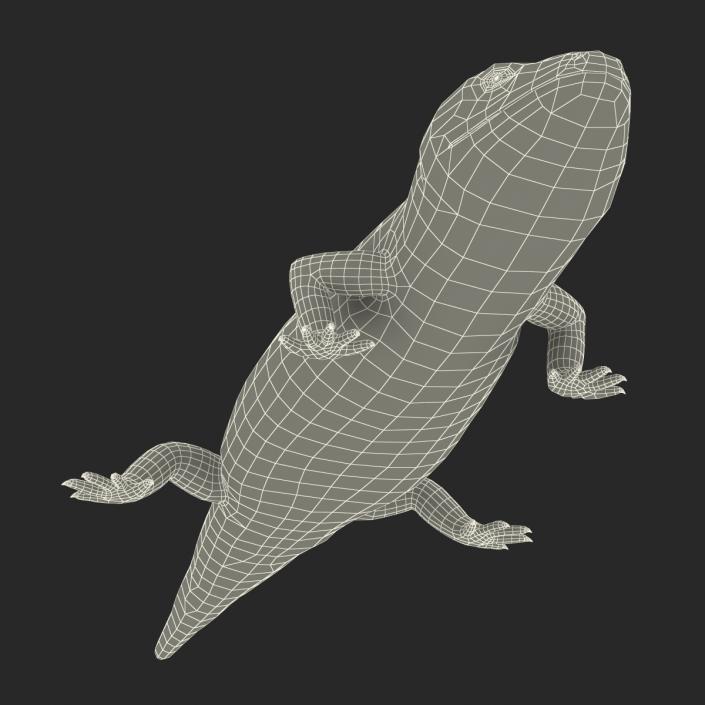 3D Blue Tongued Skink model