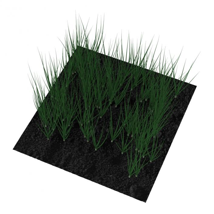 Young Onion Plants in the Garden 3D