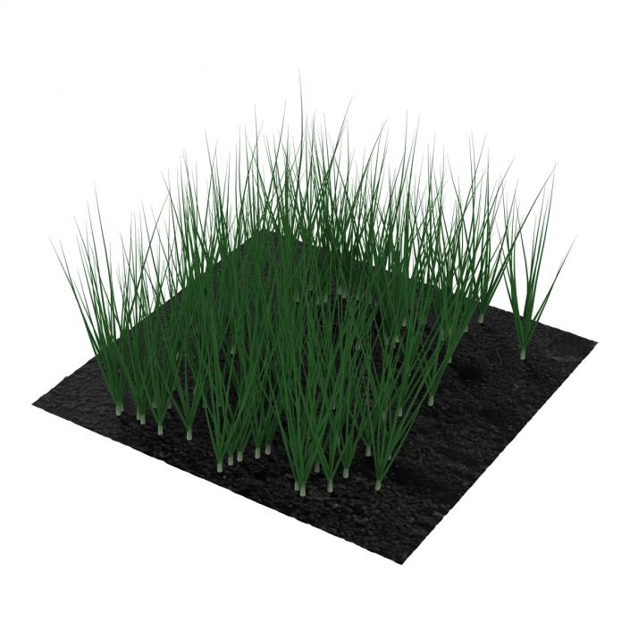 Young Onion Plants in the Garden 3D