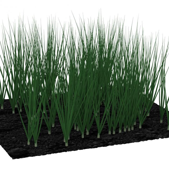 Young Onion Plants in the Garden 3D