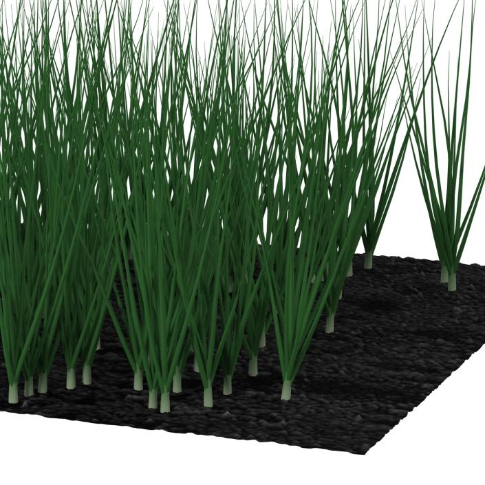 Young Onion Plants in the Garden 3D