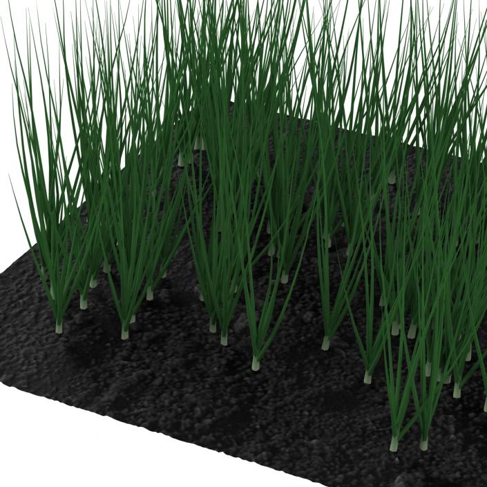 Young Onion Plants in the Garden 3D