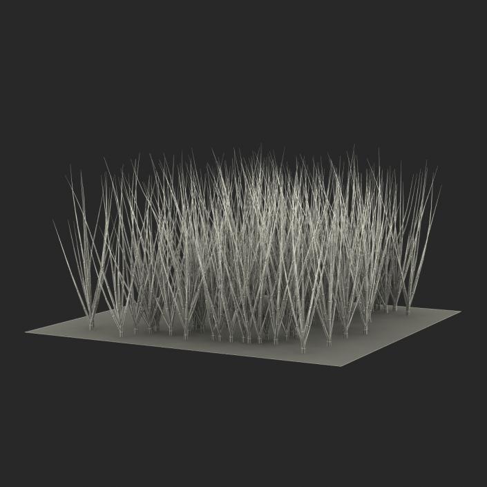 Young Onion Plants in the Garden 3D