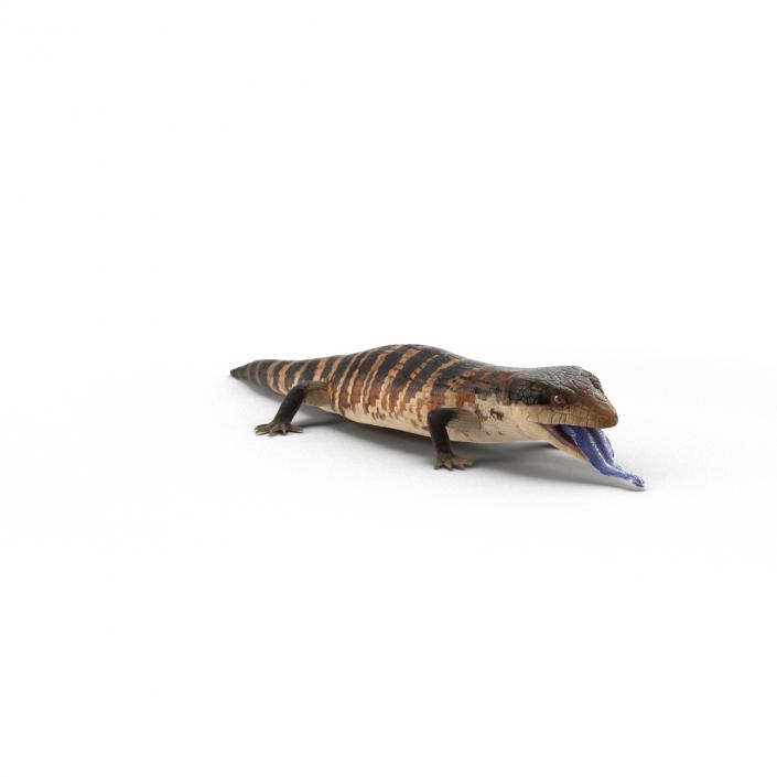 3D model Blue Tongued Skink Pose 4