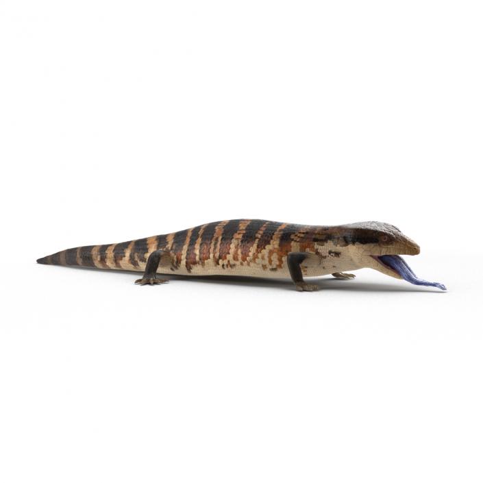 3D model Blue Tongued Skink Pose 4