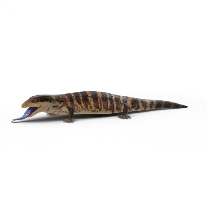 3D model Blue Tongued Skink Pose 4