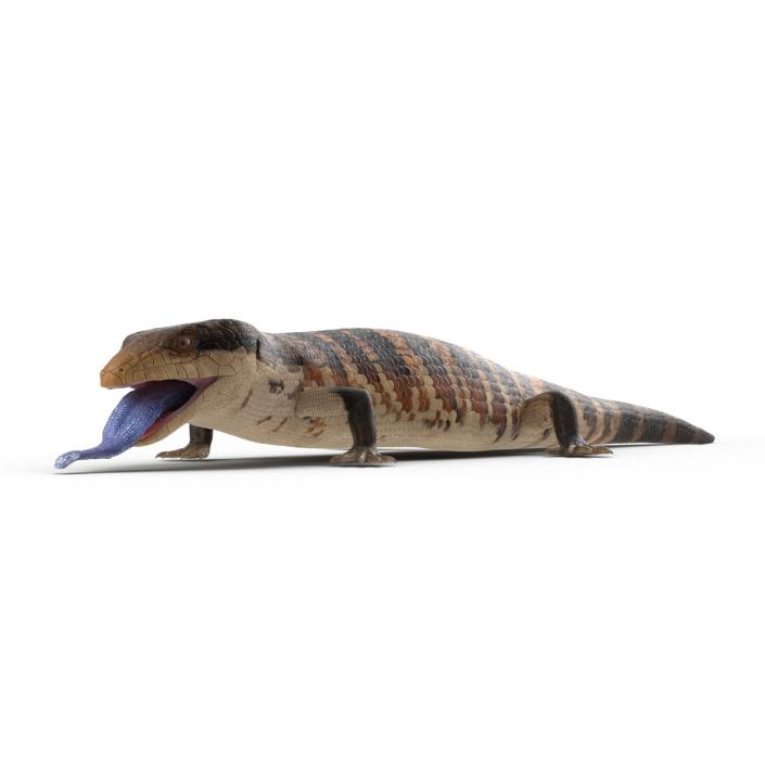 3D model Blue Tongued Skink Pose 4