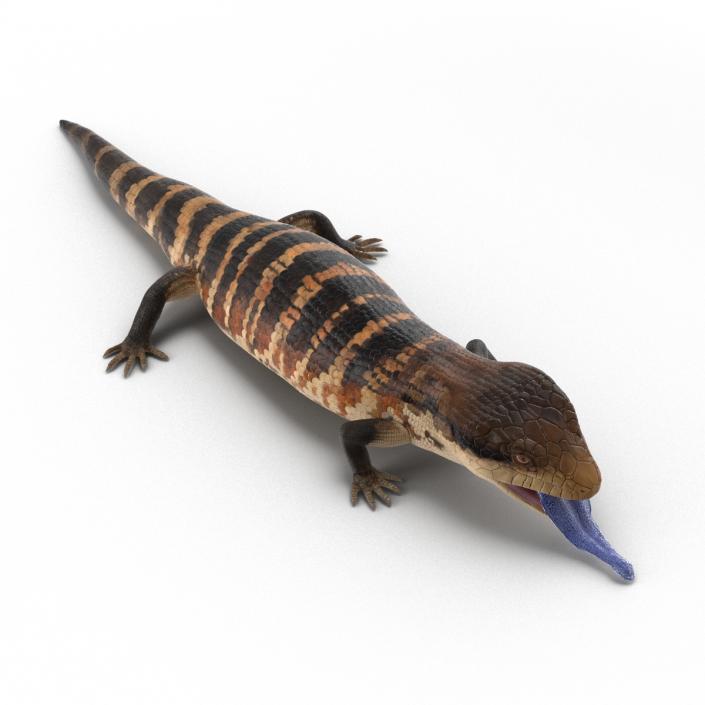 3D model Blue Tongued Skink Pose 4