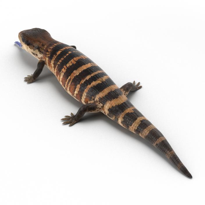 3D model Blue Tongued Skink Pose 4