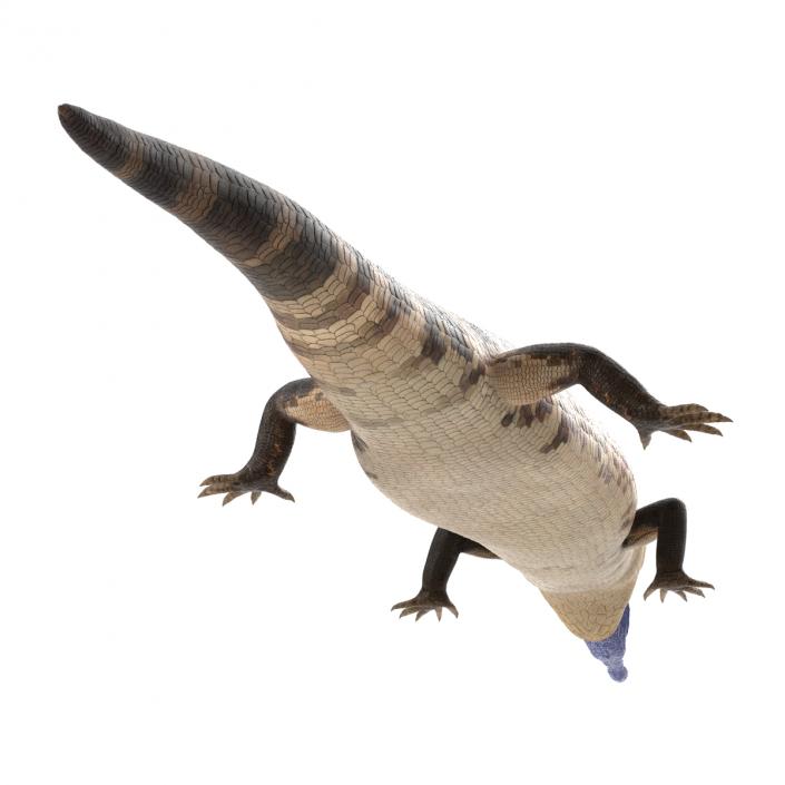 3D model Blue Tongued Skink Pose 4