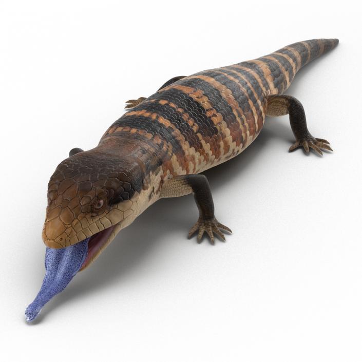 3D model Blue Tongued Skink Pose 4