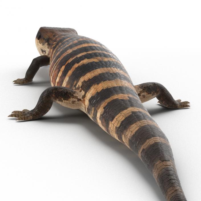 3D model Blue Tongued Skink Pose 4