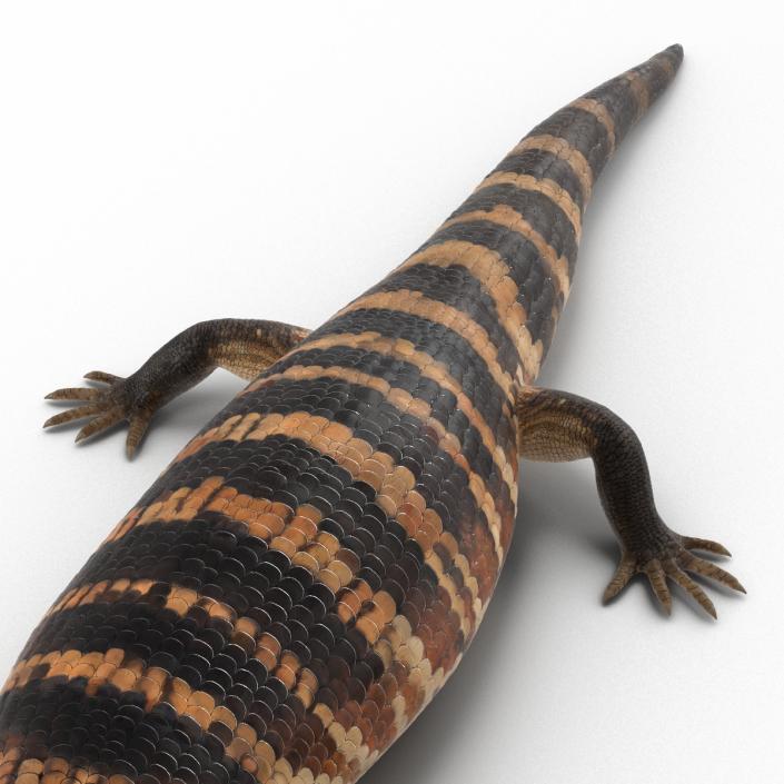 3D model Blue Tongued Skink Pose 4