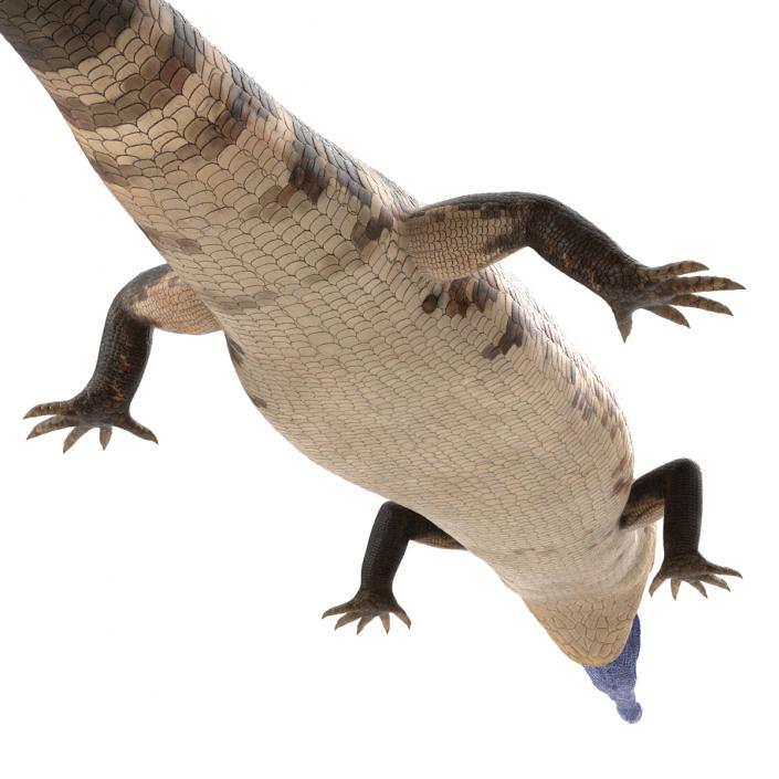 3D model Blue Tongued Skink Pose 4