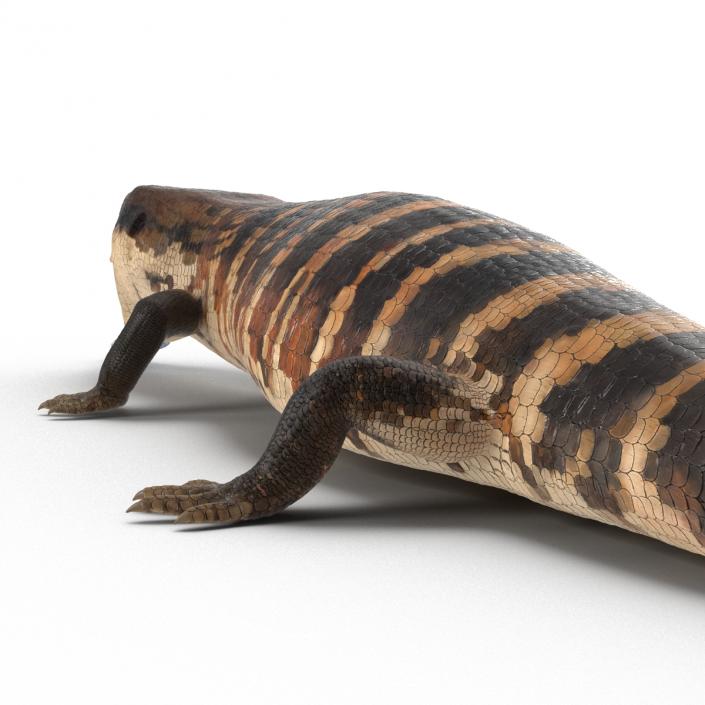 3D model Blue Tongued Skink Pose 4