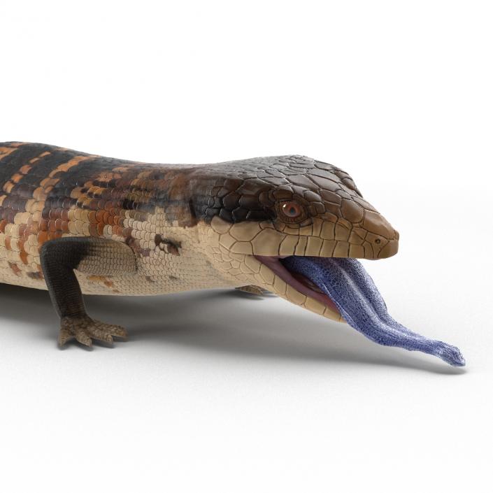 3D model Blue Tongued Skink Pose 4